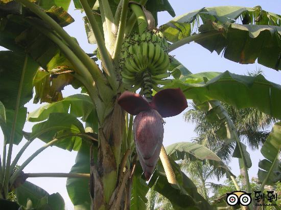 酒店花园里的香蕉树结香蕉啦