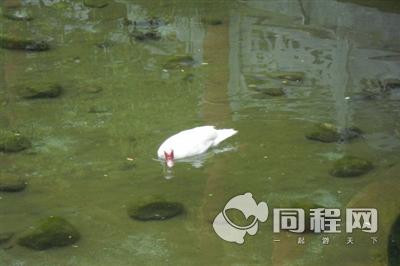 丽江束河纳西缘酒店图片池塘