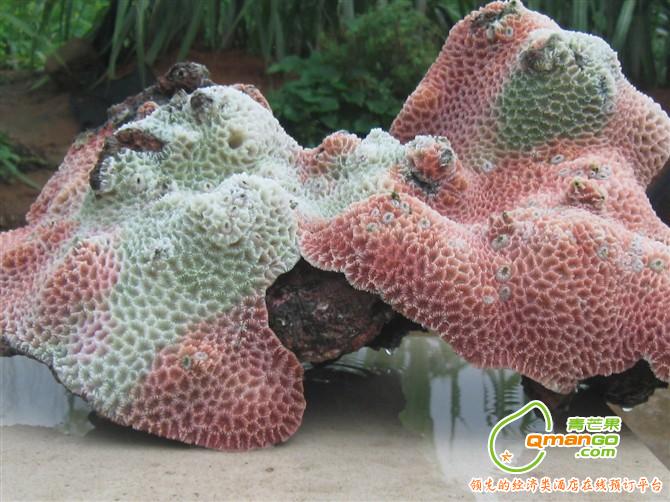 涠洲岛珊瑚