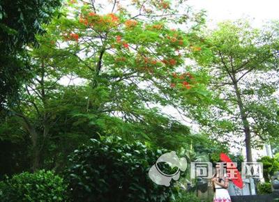 漳州龙海龙佳生态温泉山庄图片凤凰树下
