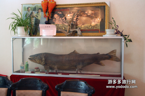 大红鱼标本